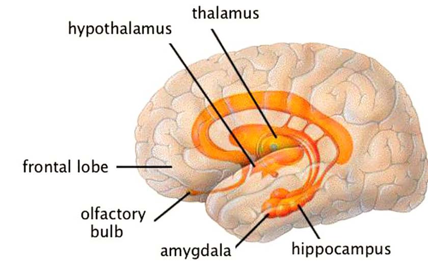 سیستم لیمبیک